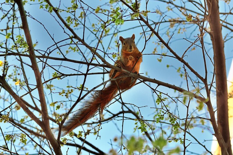Red Squirrel on Branch — Brown, Calm, Spring, Photograph, Tree Branches, Sky