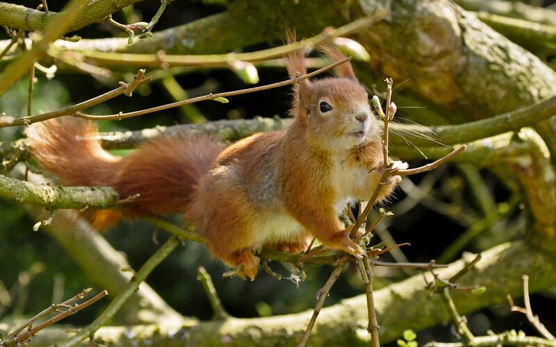 Red Squirrel on Branch — Brown, Calm, Spring, Photograph, Tree Branches