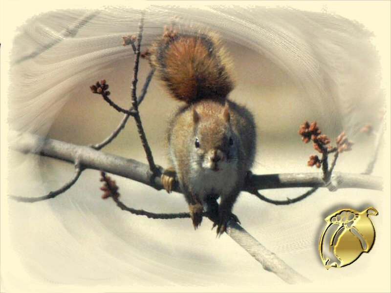 Red Squirrel on Branch — Brown, Calm, Spring