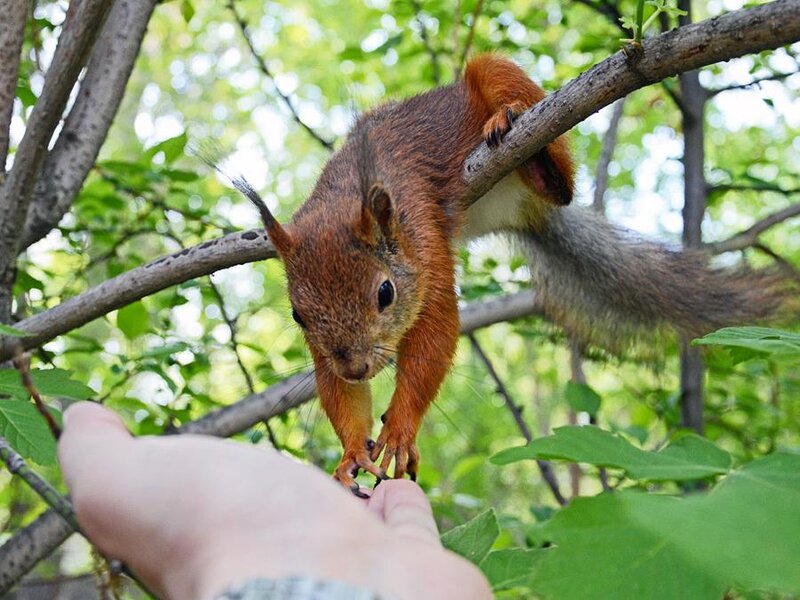 Red Squirrel on Branch — Brown, Calm, Summer, Photograph