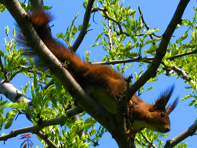 Red Squirrel on Branch — Brown, Calm, Summer