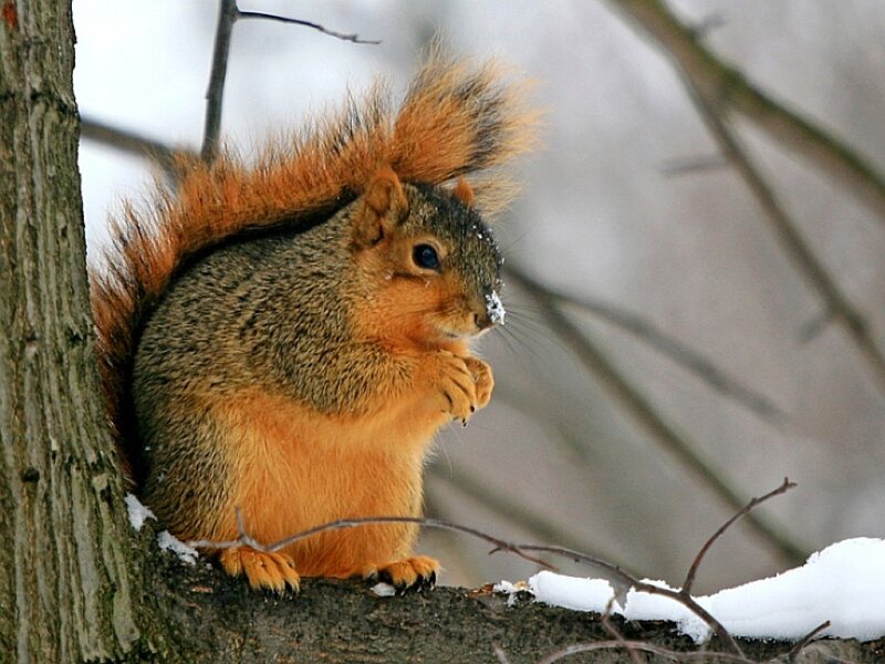 Red Squirrel on Branch — Brown, Calm