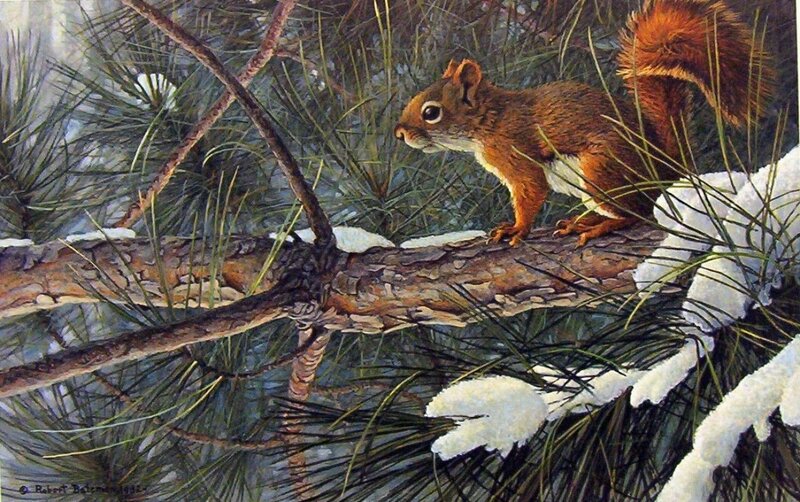 Red Squirrel on Branch — Brown, Calm, Winter, Painting