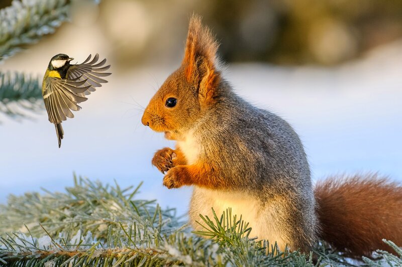 Red Squirrel on Branch — Brown, Calm, Winter, Photograph, Bird