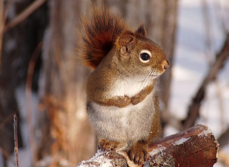 Red Squirrel on Branch — Brown, Calm, Winter, Photograph, Snow