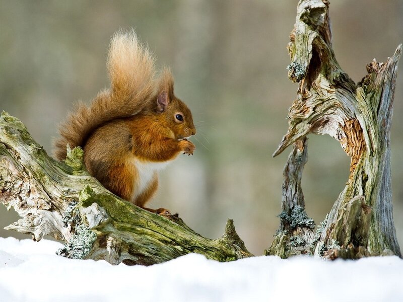 Red Squirrel on Branch — Brown, Calm, Winter, Photograph