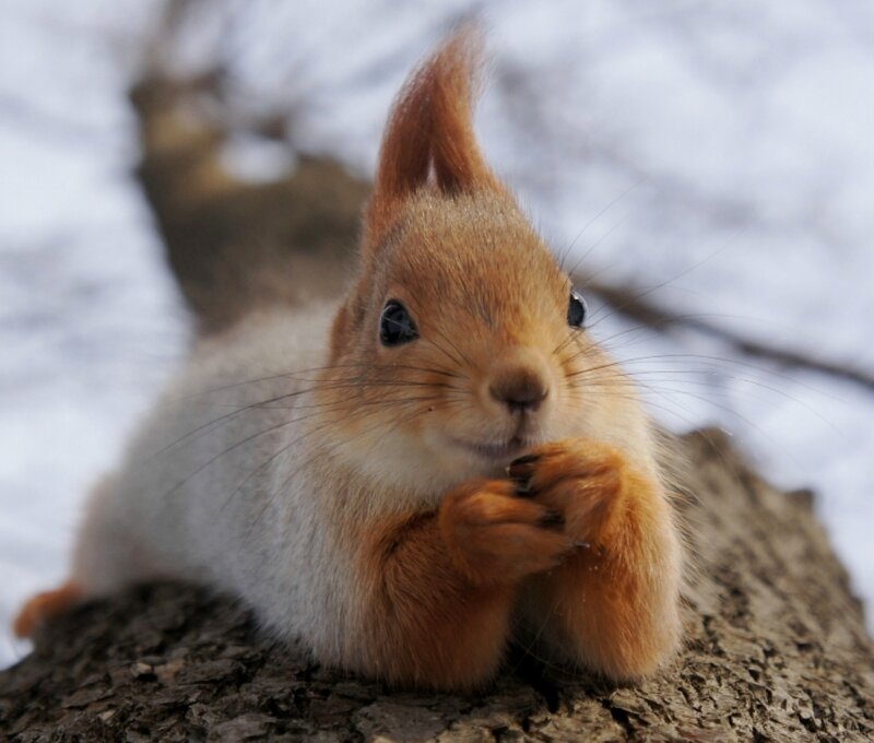 Red Squirrel on Branch — Brown, Calm, Winter, Photograph, Tree Branch