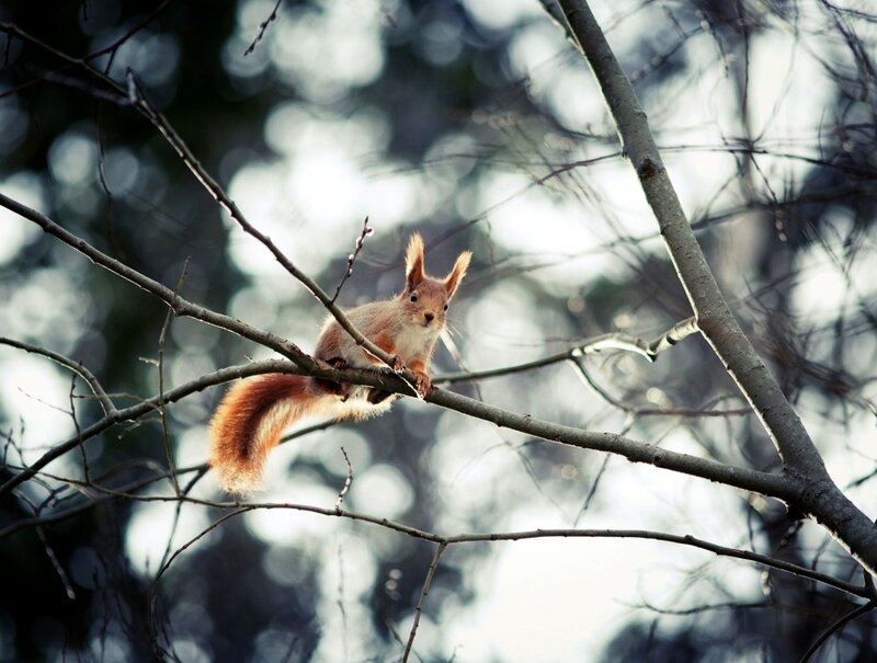 Red Squirrel on Branch — Brown, Calm, Winter, Photograph, Tree Branches, Forest