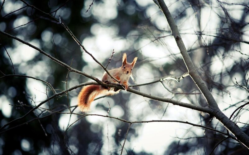 Red Squirrel on Branch — Brown, Calm, Winter, Photograph, Tree Branches