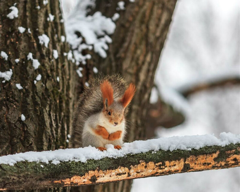 Red Squirrel on Branch — Brown, Calm, Winter, Photograph, Tree, Snow