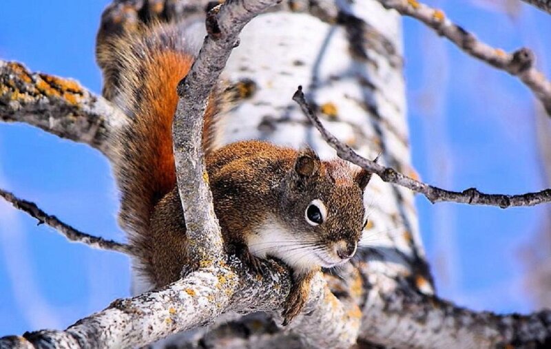 Red Squirrel on Branch — Brown, Calm, Winter, Photograph, Tree