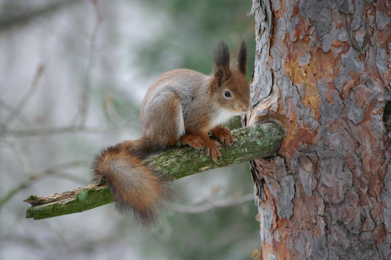 Red Squirrel on Branch — Brown, Calm, Winter, Photograph, Tree Trunk, Forest