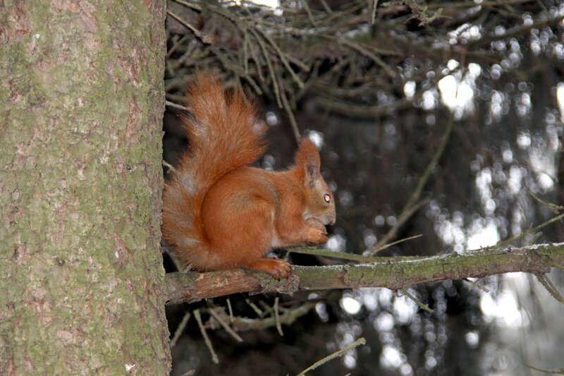 Red Squirrel on Branch — Brown, Calm, Winter, Photograph, Tree Trunk