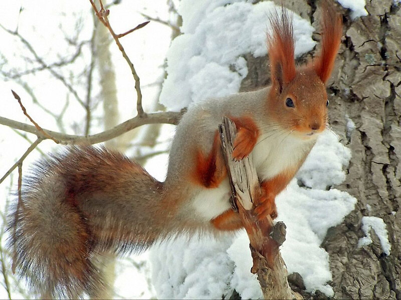 Red Squirrel on Branch — Brown, Calm, Winter