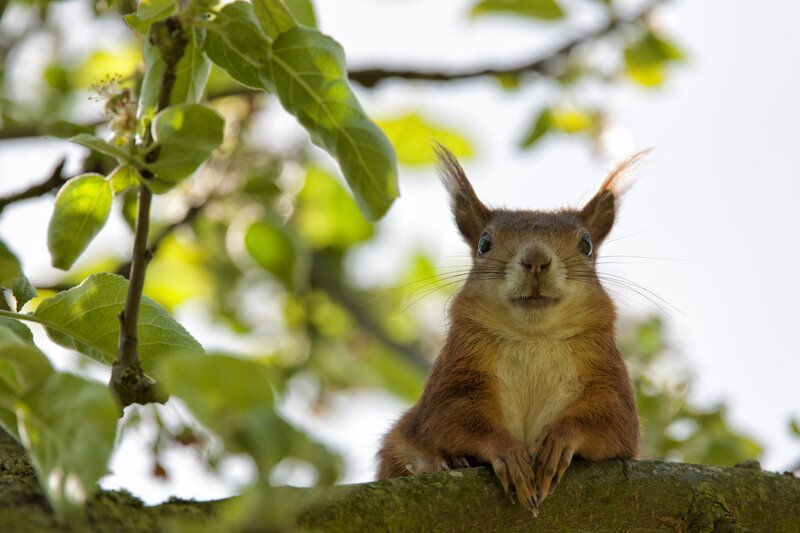 Red Squirrel on Branch — Brown, Curious, Spring