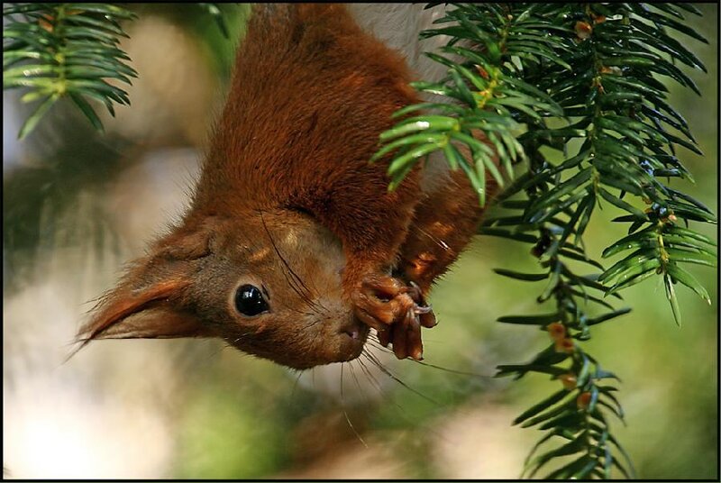 Red Squirrel on Branch — Brown, Curious