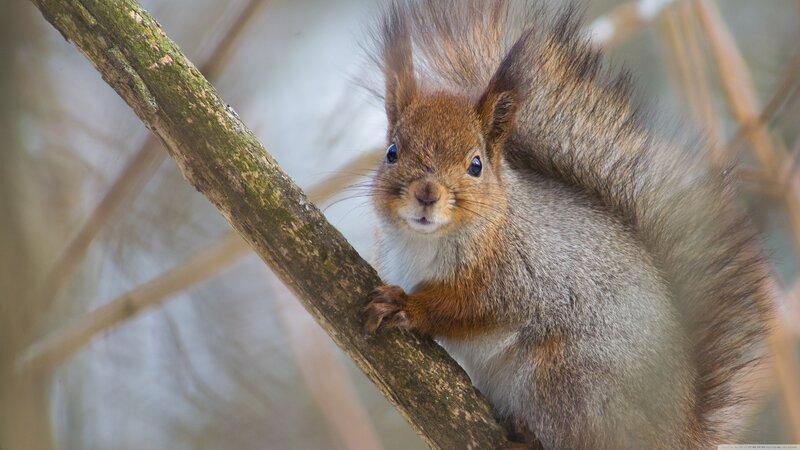 Red Squirrel on Branch — Brown, Curious, Winter