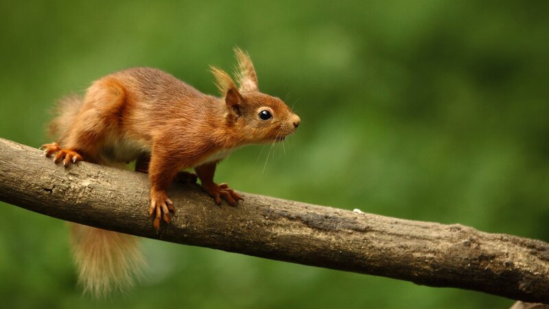 Red Squirrel on Branch — Brown, Forest