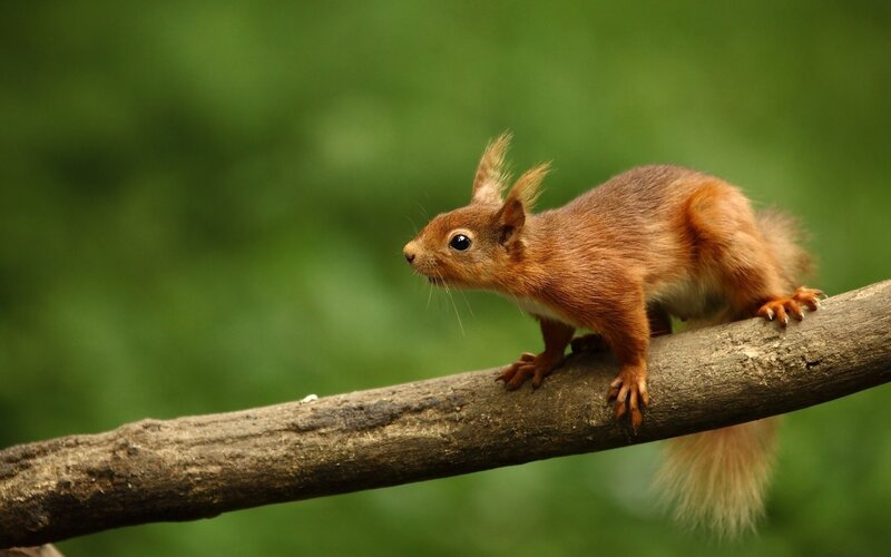 Red Squirrel on Branch — Brown, Green