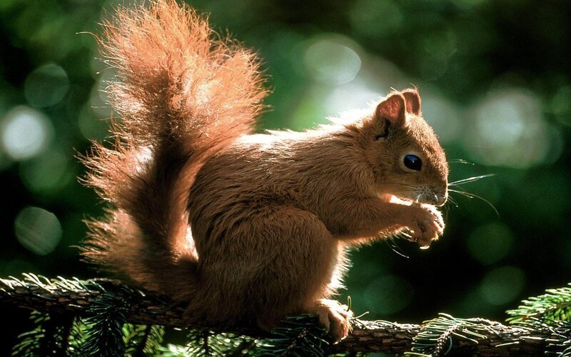 Red Squirrel on Branch — Brown, Natural, Afternoon, Photograph, Forest, Tail, Green
