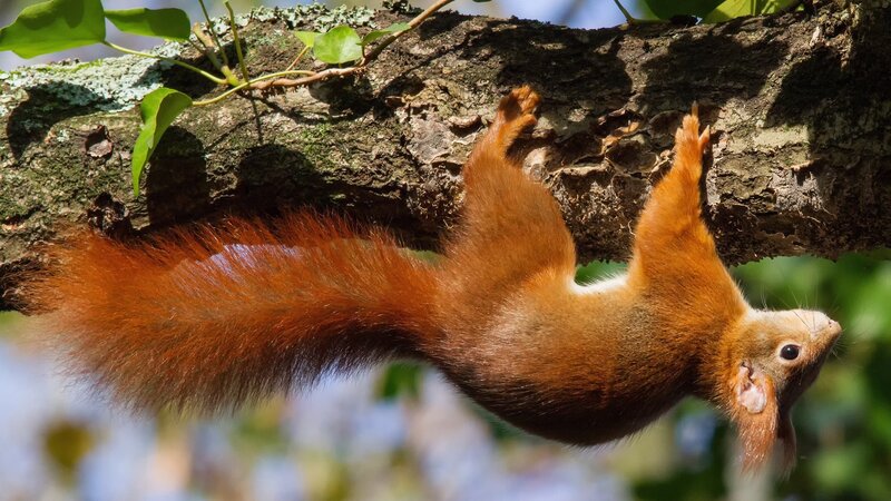 Red Squirrel on Branch — Brown, Natural, Afternoon, Photograph, Tree Branch, Leaves, Tail