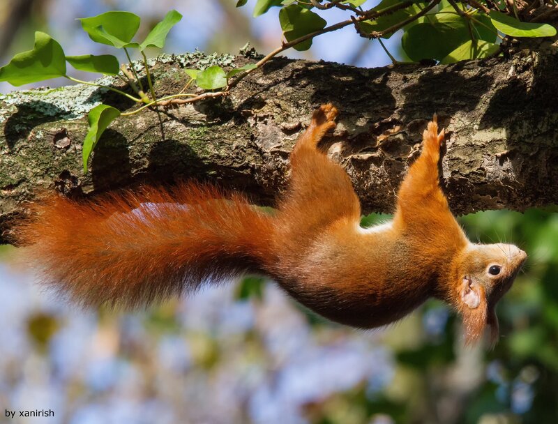 Red Squirrel on Branch — Brown, Natural, Afternoon, Photograph, Tree Branch, Leaves