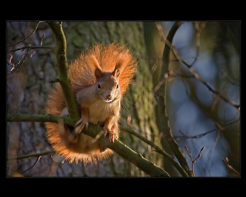 Red Squirrel on Branch — Brown, Natural, Afternoon