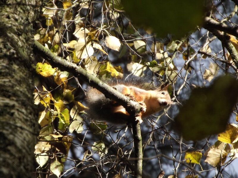 Red Squirrel on Branch — Brown, Natural, Autumn