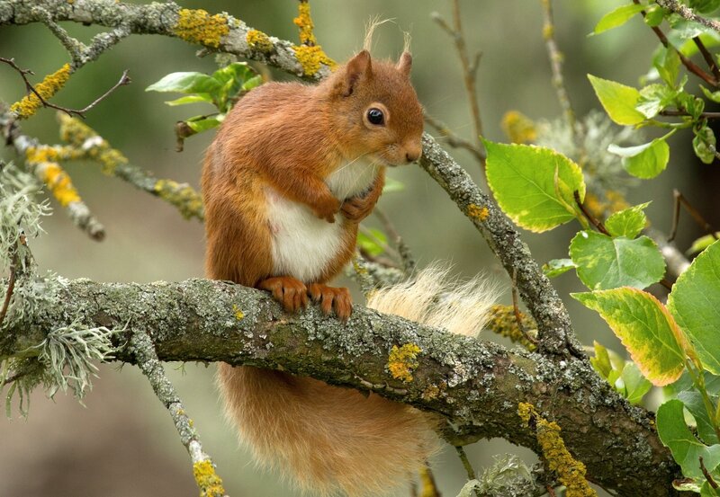 Red Squirrel on Branch — Brown, Natural, Spring