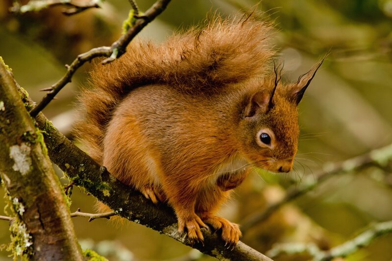 Red Squirrel on Branch — Brown, Natural