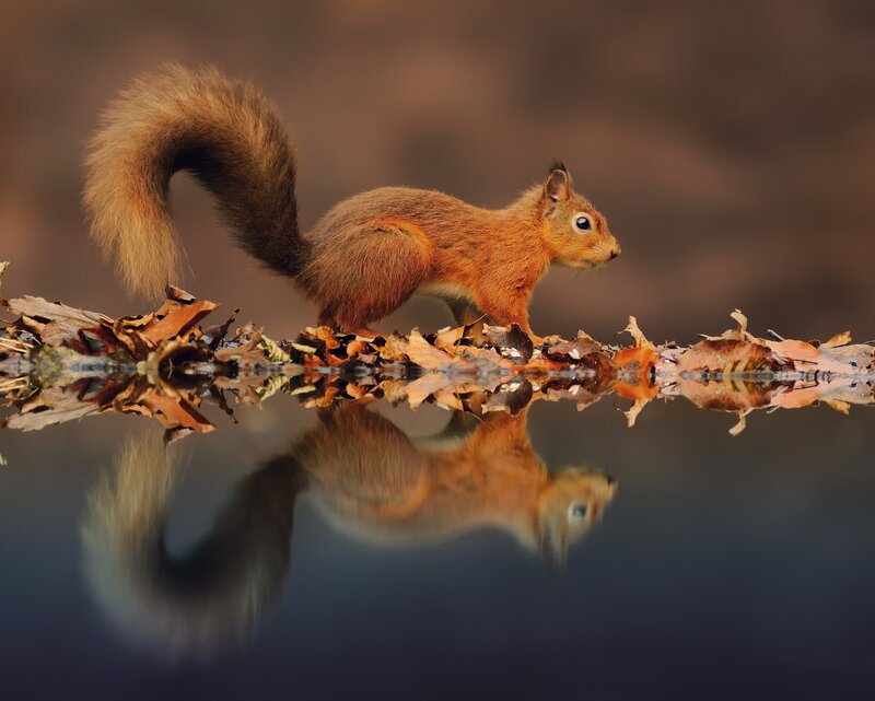 Red Squirrel on Branch — Brown, Serene, Autumn