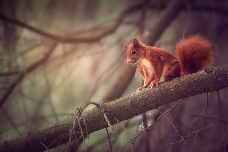 Red Squirrel on Branch — Brown, Serene, Photograph