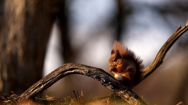 Red Squirrel on Branch — Brown, Serene, Sunset
