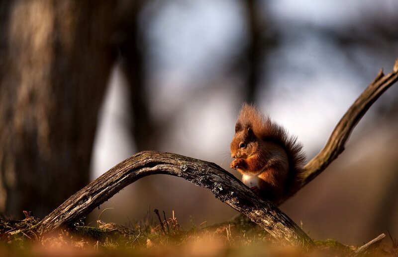 Red Squirrel on Branch — Brown, Serene