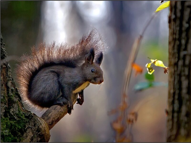 Red Squirrel on Branch — Brown