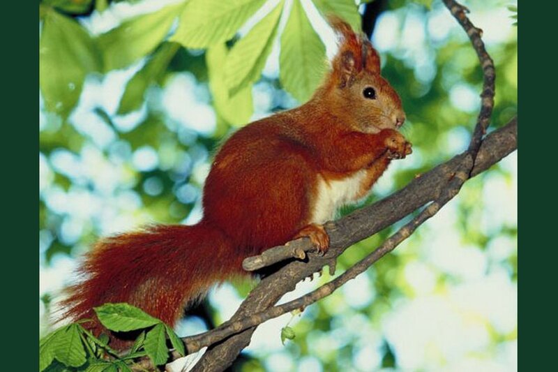 Red Squirrel on Branch — Calm
