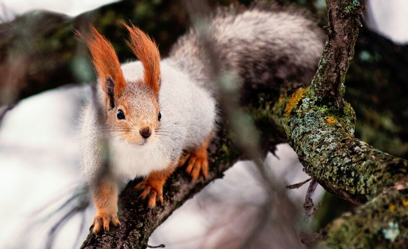 Red Squirrel on Branch — Gray, Alert