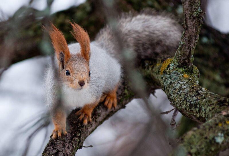 Red Squirrel on Branch — Gray, Alert, Winter, Photograph