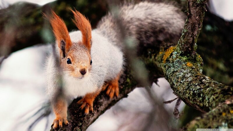 Red Squirrel on Branch — Gray, Alert, Winter