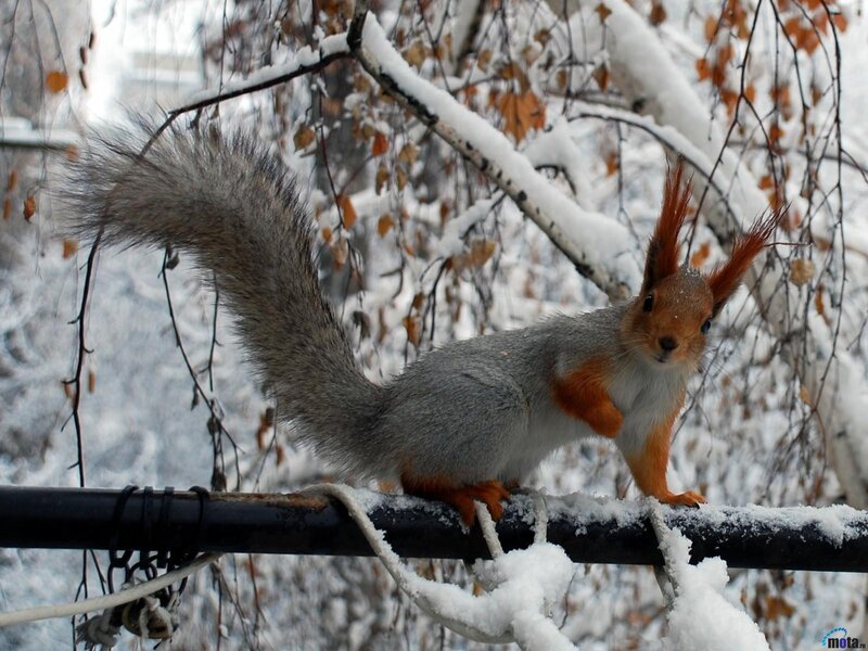 Red Squirrel on Branch — Gray, Calm