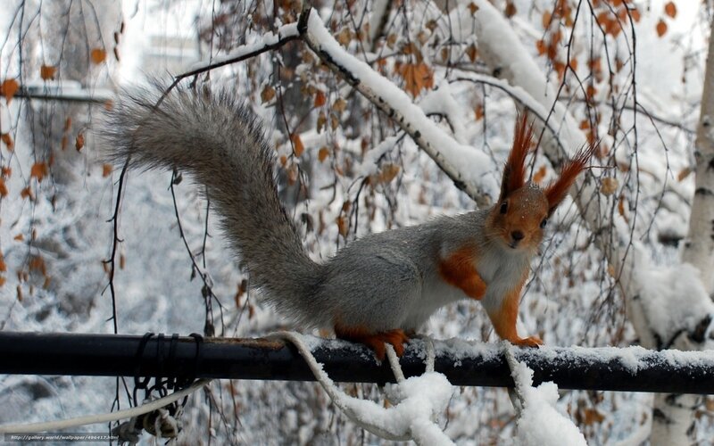 Red Squirrel on Branch — Gray, Calm, Winter, Photograph, Snow