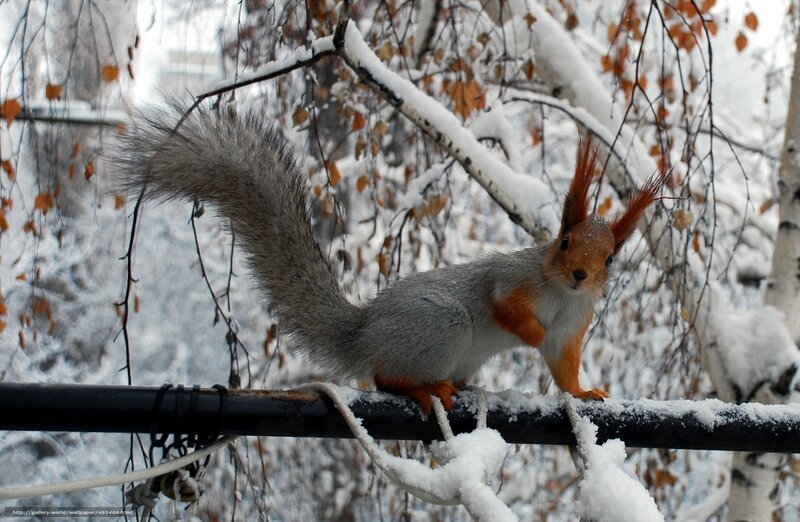 Red Squirrel on Branch — Gray, Calm, Winter, Photograph