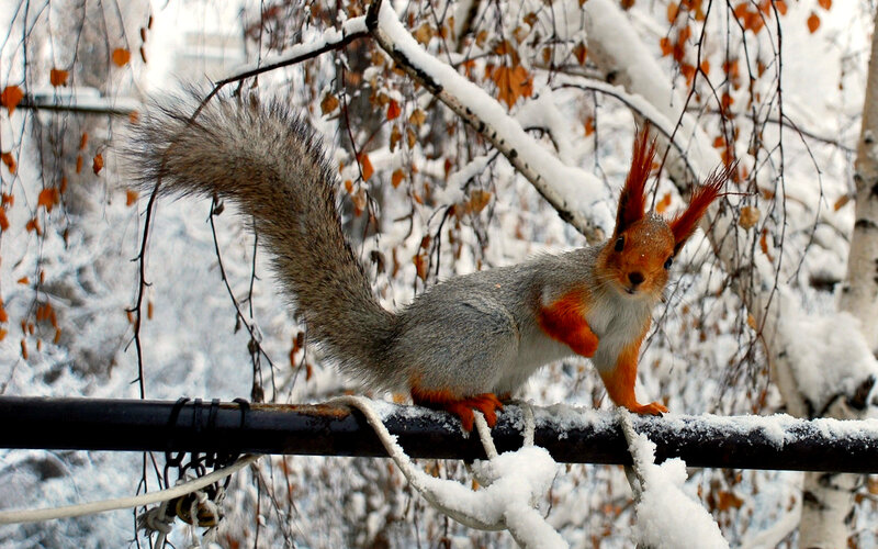 Red Squirrel on Branch — Gray, Calm, Winter