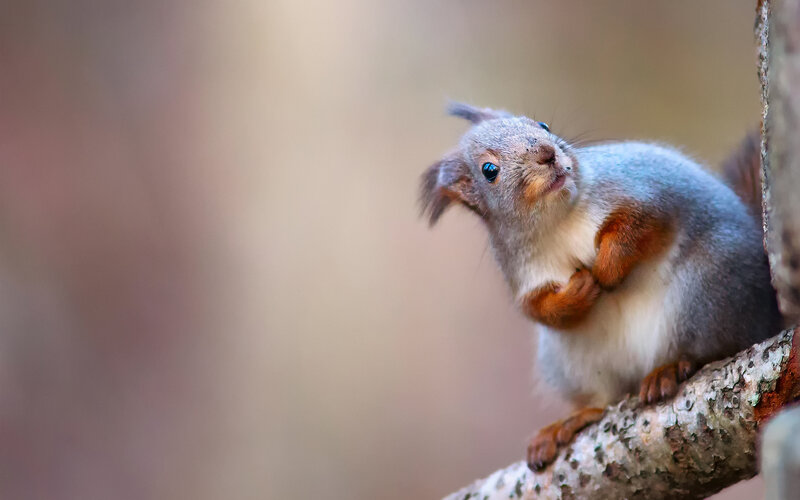 Red Squirrel on Branch — Gray, Curious
