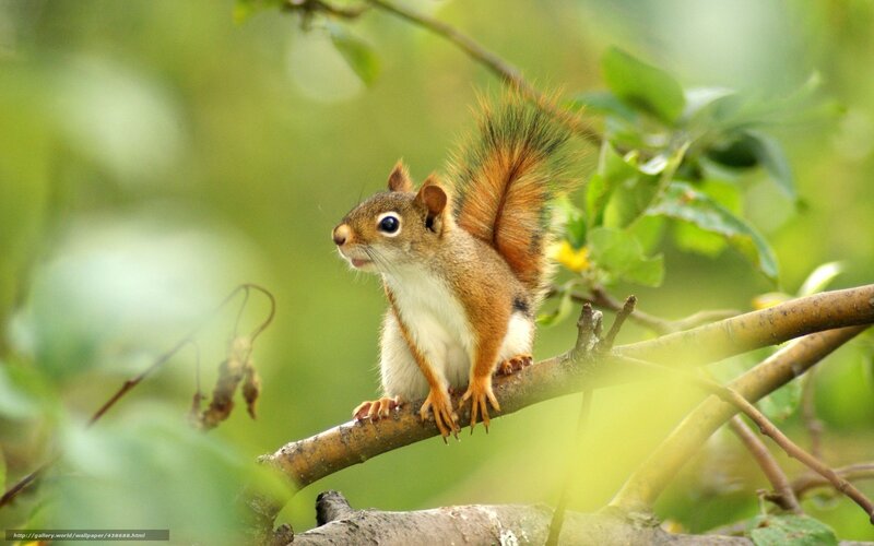 Red Squirrel on Branch — Green, Calm, Afternoon, Photograph, Leaves