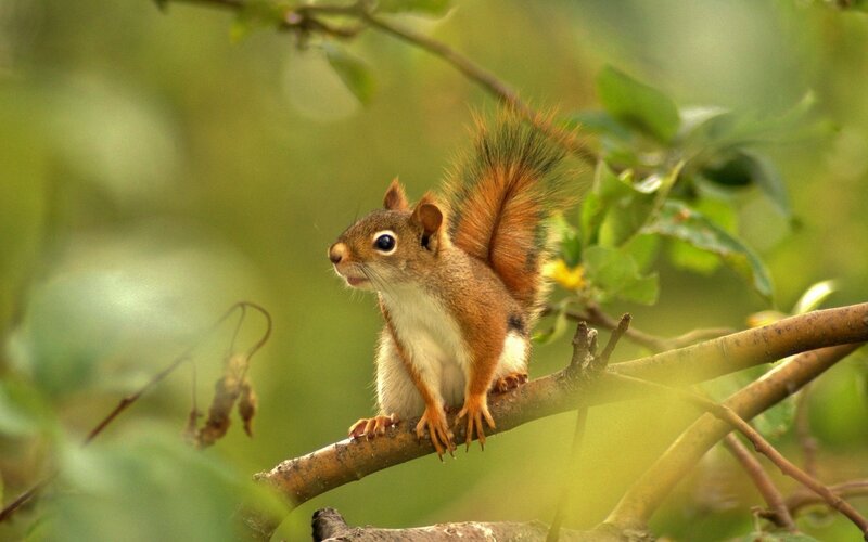 Red Squirrel on Branch — Green, Calm, Afternoon, Photograph