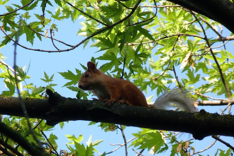Red Squirrel on Branch — Green, Calm, Afternoon, Photograph, Tree