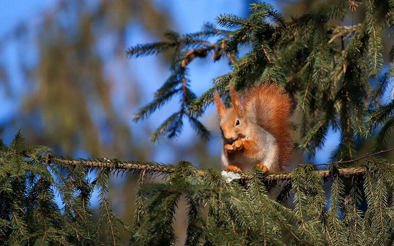 Red Squirrel on Branch — Green, Calm, Afternoon