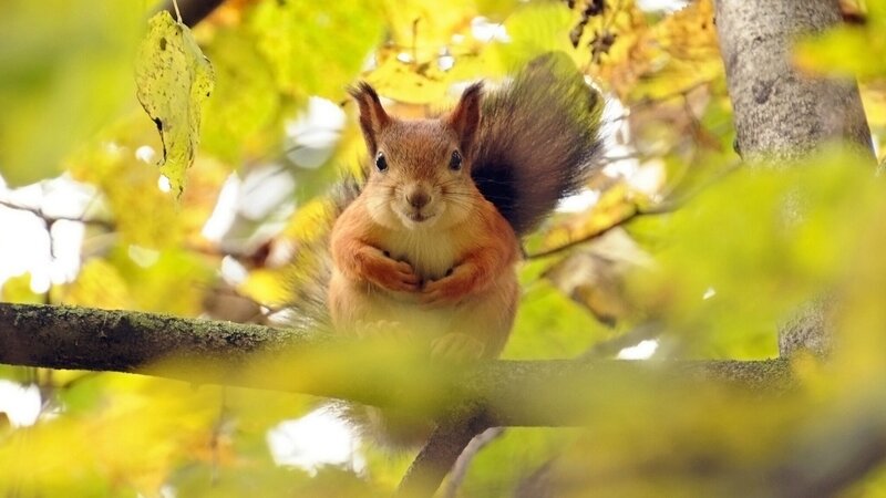 Red Squirrel on Branch — Green, Calm, Autumn