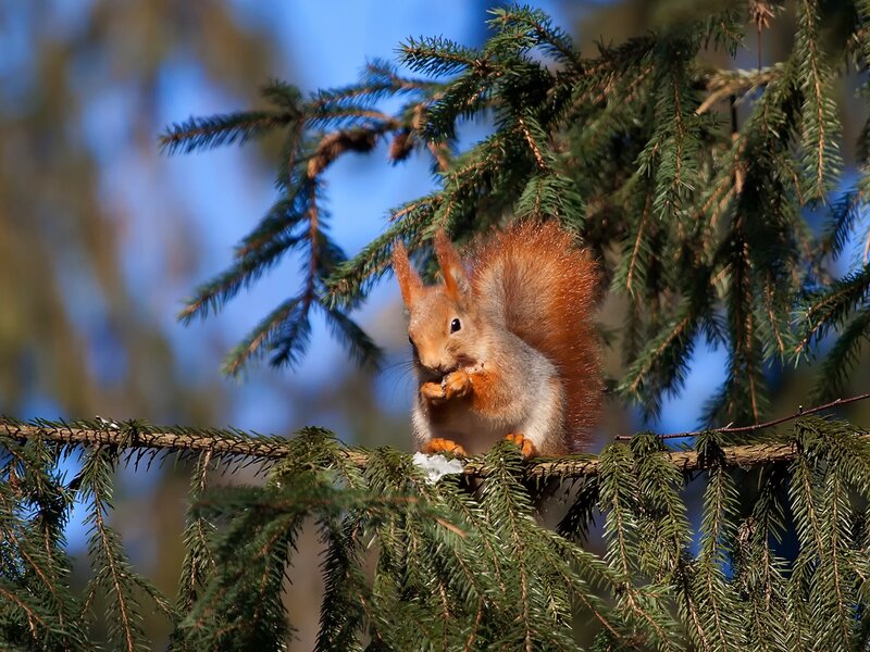 Red Squirrel on Branch — Green, Calm